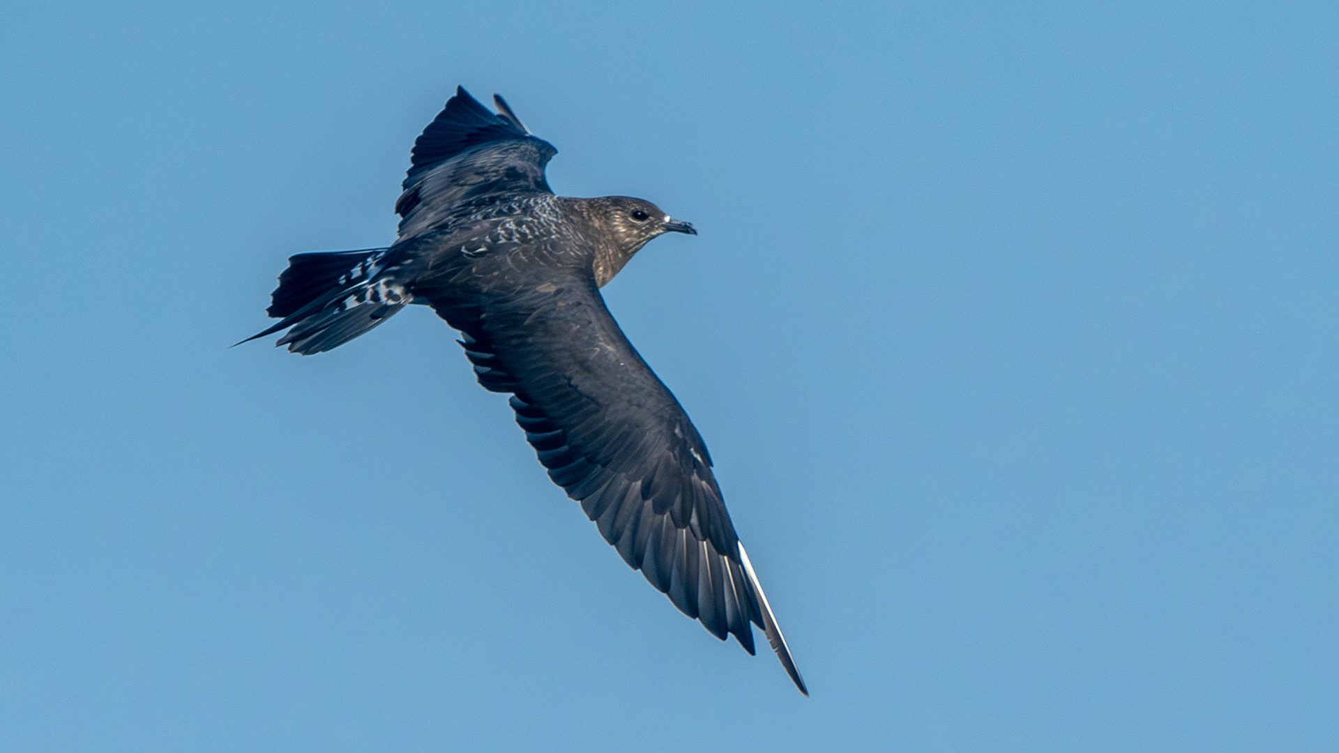 Parasitic Jaeger